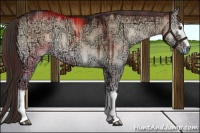 Horse Color:Plaid  White Spotted Liver Red Dun Ice Onyx Sabino Brindle 
