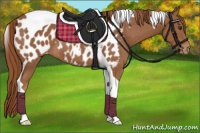 Horse Color:Chestnut Tobiano Appaloosa 