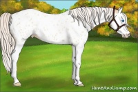 Horse Color:Silver Classic Champagne Dun Splash Appaloosa