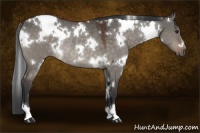 Horse Color:White Spotted Brown Dun Rabicano 