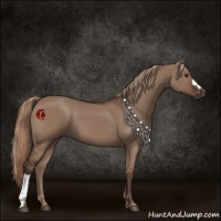 Horse Color:Liver Red Dun 