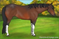 Horse Color:Bay 