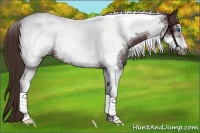 Horse Color:Liver Chestnut Tobiano Frame 