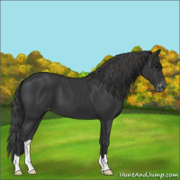 Horse Color:Black Appaloosa 