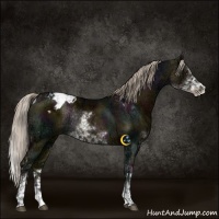 Horse Color:Midnight Chocolate Palomino Ice Sabino Varnish Rabicano