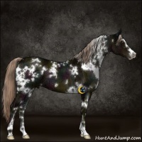 Horse Color:White Spotted Midnight Chocolate Palomino Ice Sabino 
