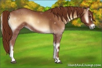 Horse Color:Red Onyx 