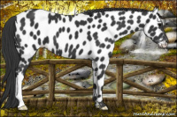 Horse Color:Black Appaloosa 