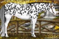 Horse Color:Black Splash Near Leopard 