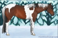 Horse Color:Bay Tobiano 