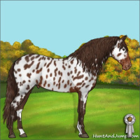 Horse Color:Liver Chestnut Near Leopard 