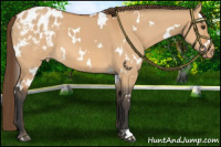 Horse Color:White Spotted Bay Dun Varnish 