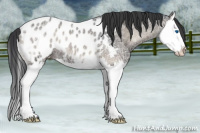 Horse Color:Blue Onyx Ice Splash Appaloosa 