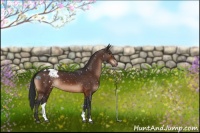 Horse Color:Brown Appaloosa