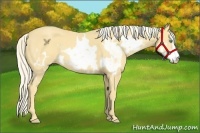 Horse Color:White Spotted Gold Cream Champagne Frame 