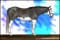 Horse Color:Liver Chestnut Splash 