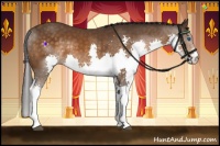 Horse Color:Buckskin Splash Rabicano 