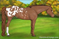 Horse Color:Chestnut Appaloosa 
