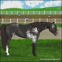 Horse Color:White Spotted Liver Chestnut 