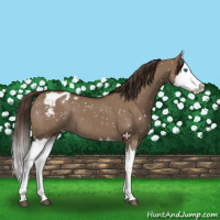 Horse Color:Liver Red Dun Splash Appaloosa 