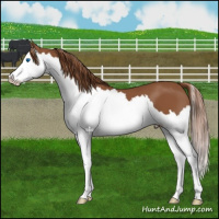 Horse Color:Chestnut Splash 