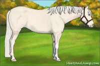 Horse Color:Cremello