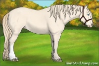 Horse Color:Perlino