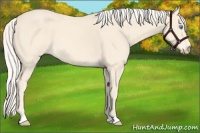 Horse Color:Cremello 