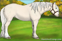 Horse Color:Cremello 