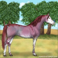 Horse Color:Watercolor Liver Red Dun Splash 