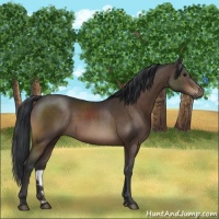 Horse Color:Brown 
