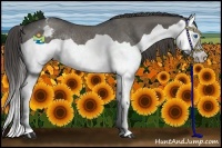 Horse Color:Grullo Splash Appaloosa Rabicano 
