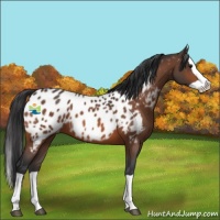 Horse Color:Bay Splash Appaloosa 
