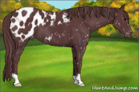 Horse Color:Chocolate Black Appaloosa 