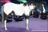 Horse Color:Black Splash Appaloosa