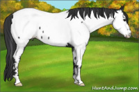 Horse Color:Black Appaloosa