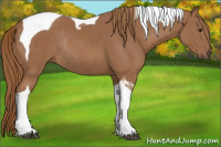 Horse Color:Chestnut Tobiano Rabicano 