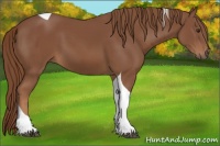 Horse Color:Chestnut Tobiano