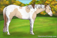 Horse Color:Gray Gold Champagne Dun Splash Tobiano 