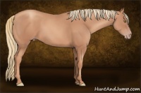 Horse Color:Gold Champagne 