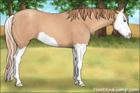 Horse Color:Gold Champagne Splash 