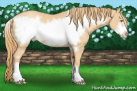 Horse Color:Gold Champagne Frame 