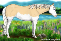 Horse Color:Gold Cream Champagne Splash