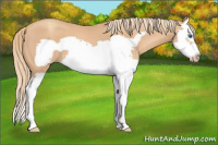 Horse Color:Gold Champagne Splash Frame 