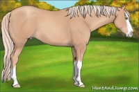 Horse Color:Gold Champagne Splash