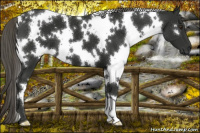 Horse Color:White Spotted Liver Chestnut Mushroom 