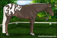 Horse Color:Liver Chestnut Mushroom Appaloosa