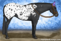 Horse Color:Black Appaloosa