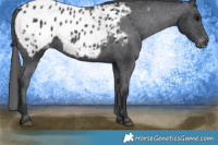 Horse Color:Black Blanket 