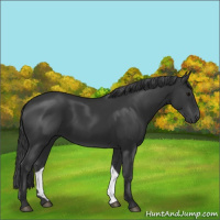 Horse Color:Black 